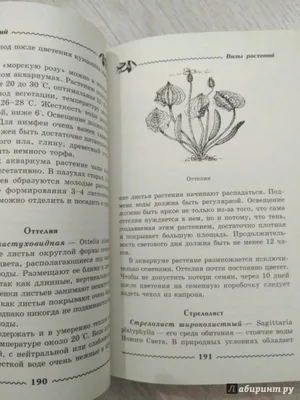 Купила ребёнку икру оживающих в воде \"Морских Обезьянок\". Через 10 дней у  нас уже плавали необычные звери | SPA_AGENT | Дзен