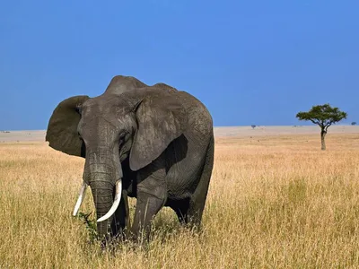 Топ-10 самых больших сухопутных животных в мире | Обозреватель | OBOZ.UA