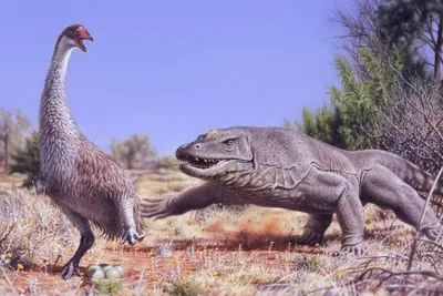 Самые большие животные, которые жили в Австралии тысячи лет назад -  Hi-News.ru