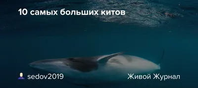 10 самых больших китов