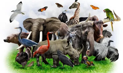 Топ-10 самых больших сухопутных животных в мире | Обозреватель | OBOZ.UA