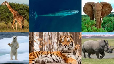 10 самых больших животных. Описание и фото самых больших животных