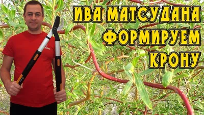 Ива Матсудана, Как обрезать? Необычная обрезка, ива извилистая в виде  ниваки. - YouTube