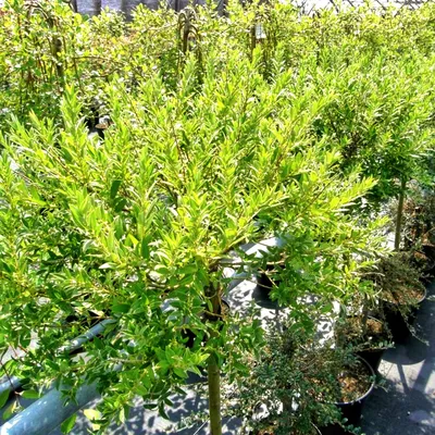 Ива тонкостолбиковая Маунт Асо (Mount Aso) - купить декоративные и хвойные  растения с доставкой по Украине в магазине Добродар