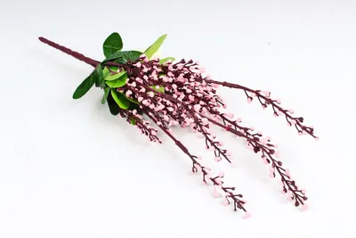 Ива пурпурная \"Pendula\" (Пендула) – купить саженцы. Ива арт. БМ0005617 в  садовом центре «Botanic Market». Ожидается поставка товара