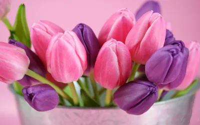 Весенние цветы тюльпаны - 61 фото