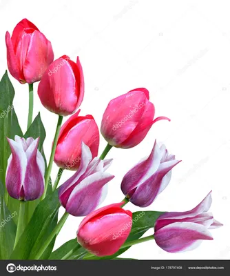 Розовые тюльпаны на размытом фоне, закрываются Весенние цветы в саду с  эффектом коки для цветочных обоев, листовок, баннеров Стоковое Фото -  изображение насчитывающей ðµñ ñ‚ðµñ ñ‚ð²ðµð½ð½o, ð¿ñ€oð¼ð°ñ…oð²: 158878512