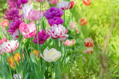 Красные тюльпаны цветут, цветут весенние цветы, один цветок на степи  Стоковое Фото - изображение насчитывающей яркое, рост: 156366872