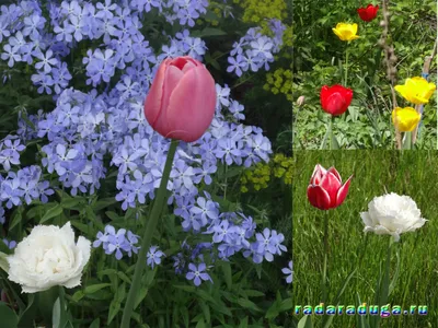 Букет из Тюльпанов. Желтые тюльпаны. Весенние цветы – заказать на Ярмарке  Мастеров – I5OCTRU | Композиции, Ставрополь