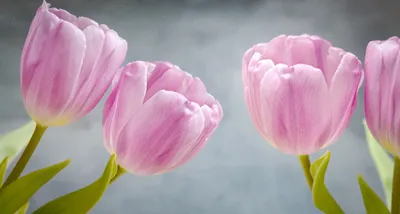 Красивые нежные розовые весенние цветы тюльпаны Обои для рабочего стола  1600x900