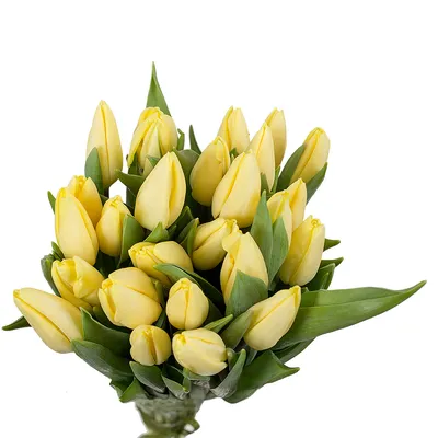 тюльпан, цветы, красный Белый, тюльпаны, весна, Нидерланды, Флора, весенние  цветы, красочный, цветение, луковицы | Pikist