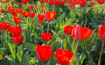 Красочный букет красивых тюльпанов Весенние цветы Фон полного кадра  Стоковое Фото - изображение насчитывающей лепесток, макрос: 179969194