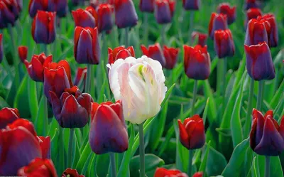 SpashScreen - Широкоформатные обои и заставки на рабочий стол - розовые и  фиолетовые тюльпаны, цветы, букет, бутоны, весенние цветы, яркие обои, Pink  and purple tulips, flowers, bouquet, buds, spring flowers, bright wallpaper