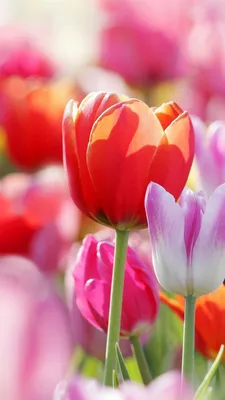 Превосходные весенние тюльпаны - обои на рабочий стол