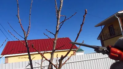 Обрезка плодовых деревьев весной – советы для начинающих и не только | В  саду (Огород.ru)
