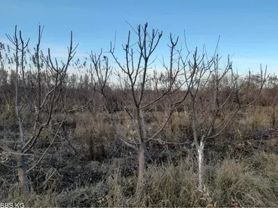 Осенняя/Весенняя обрезка плодовых деревьев - Бишкек