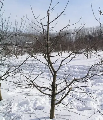 Весенняя обрезка , обрезка плодовых деревьев , обрезка - Прочие услуги  Алматы на Olx