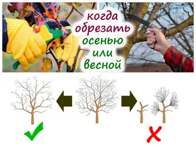 Есть ли однозначный ответ, когда лучше обрезать плодовые деревья в саду –  осенью или весной?