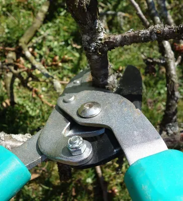 Как правильно делать обрезку деревьев весной - 07.04.2021, Sputnik Беларусь