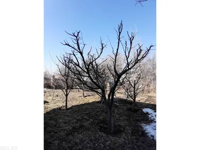 Осенняя/Весенняя обрезка плодовых деревьев - Бишкек
