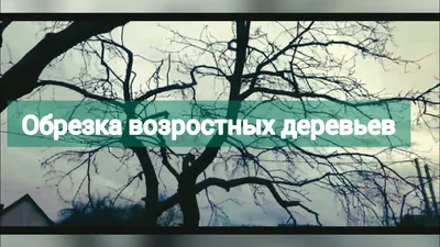 Обрезка плодовых деревьев и кустарников в Калининграде и области | Ландшафт  39