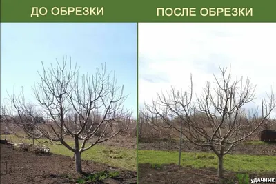 Весенняя обрезка плодовых деревьев | уДАЧНИК | Дзен
