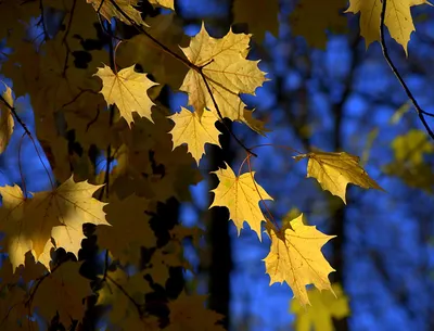 Картинка Листья клёновый осенние Природа ветка сезон года