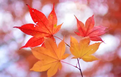 Обои осень, листья, природа, ветка, клен картинки на рабочий стол, раздел  макро - скачать