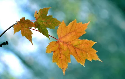 Обои осень, листья, природа, ветка, клен картинки на рабочий стол, раздел  макро - скачать