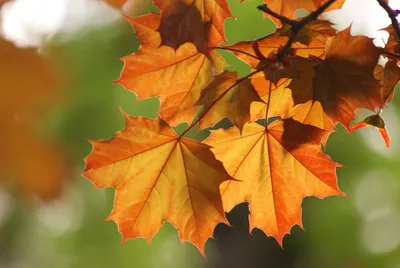 Осенние листья клена висят на ветке - обои на телефон
