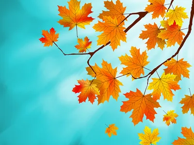 Картинки лист клёновый Осень Природа ветка