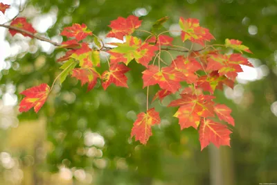 Обои на монитор | Осень | природа, осень, ветка, листья, Клен