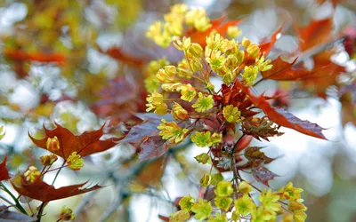 Клен красные листья ветви изображение_Фото номер 401791285_PSD Формат  изображения_ru.lovepik.com