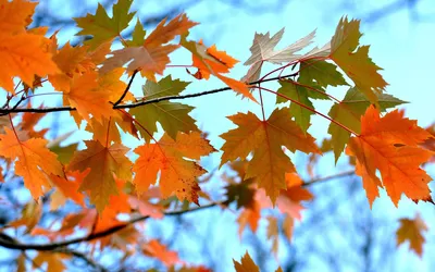 Обои Ветки, листья клена, осень 1920x1440 HD Изображение