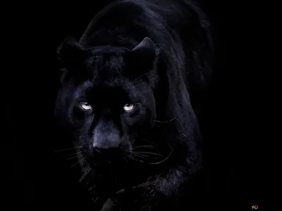 Суровый взгляд черной пантеры на черном фоне 4K загрузка обоев