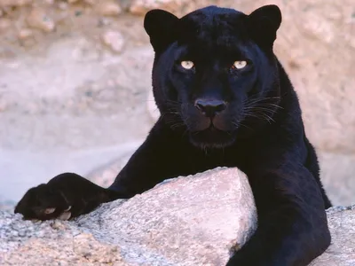 Хищный взгляд черной пантеры | Обои для телефона
