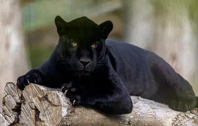 Обои взгляд, Ягуар, дикая кошка, чёрная пантера картинки на рабочий стол,  раздел кошки - скачать