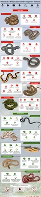 Узорчатый полоз - кубанская гремучая змея | Дикий Юг - природа Юга России |  Дзен