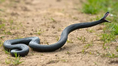 Резиновая змея. Сайт о животных. PiLife