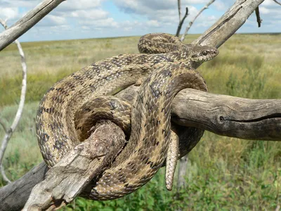 Голубые куфии и королевские питоны: в зоопарке появились на свет  экзотические змеи / Новости города / Сайт Москвы