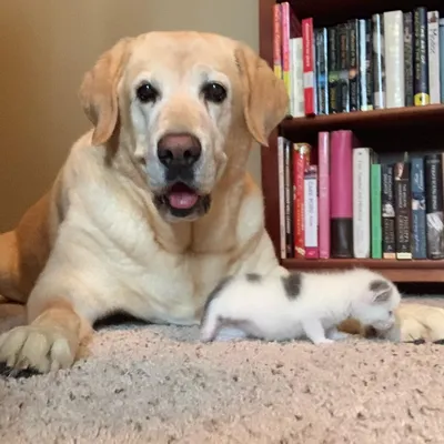Смешные фото собак и котов - лабрадор усыновил котенка