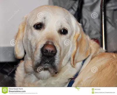 Собака Retriever Лабрадора стоковое фото. изображение насчитывающей лапки -  39513226