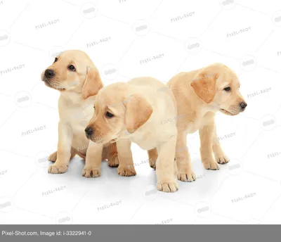 Симпатичные щенки лабрадора ретривера на белом фоне :: Стоковая фотография  :: Pixel-Shot Studio
