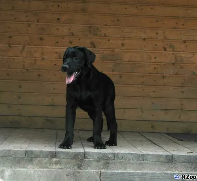 Купить щенка Лабрадора ретривера в Дмитрове 🐶 цены на собак породы лабрадор  ретривер