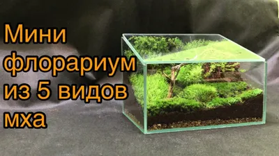 Самый большой выбор мха, редкие виды. - Страница 11