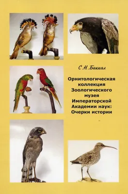 5 редких видов птиц Беларуси. Посмотрите, как они выглядят и где их можно  встретить! — Ляховичи. Ляховичский вестник. Ляхавiцкi веснiк. Новости  города Ляховичи Брестской области