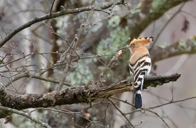 Birdwatching Moscow - Трудности закаляют не только человека!💪 ⠀ Многие виды  птиц вынуждены жить в достаточно сложных условиях. И выжить среди  опасностей и трудностей сможет только более хитрая и сообразительная птица!  Например,