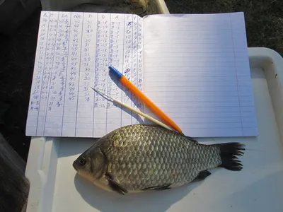Аборигенные рыбы живут в Западной Двине, морские — в бассейне Днепра