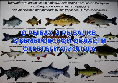 О рыбах и рыбалке в Кемеровской области\" ответы эксперта смотреть онлайн  видео от Кемеровская рыбалка в хорошем качестве.