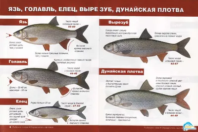 Узлы на рыбалке » Сообщество рыбаков Чернигова - Все о рыбалке